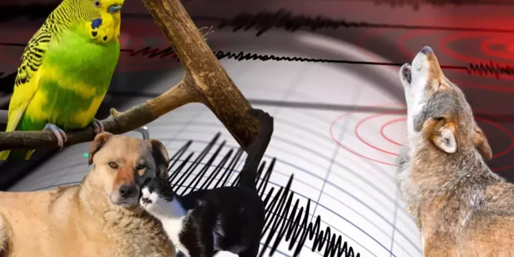 هذه الحيوانات تستشعر الزلازل قبل وقوعها