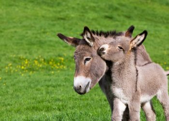 المعارضة تستدل على معاناة الزراعة في تركيا بانقراض هذا الحيوان