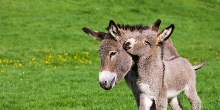 المعارضة تستدل على معاناة الزراعة في تركيا بانقراض هذا الحيوان