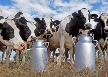 تركيا.. منتجو الحليب يعانون من ثبات السعر مع تراجع الليرة