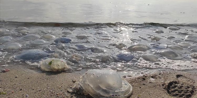 تركيا.. قنديل البحر يغزو شواطئ مرمرة