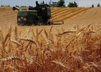 تركيا.. قرار يدفع المزارع للتخلي عن إنتاج القمح