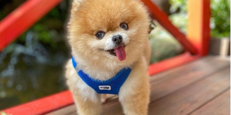 شاهد رقصات كلبٍ له أكثر من مليون متابع على تيك توك