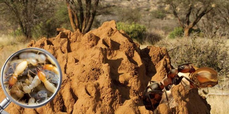 حين يتكلم النمل