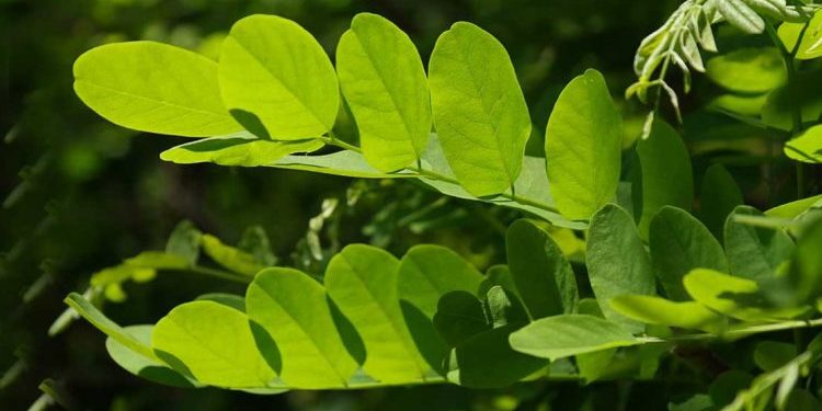 دور الشجر الأخضر في خزن طاقة الشمس