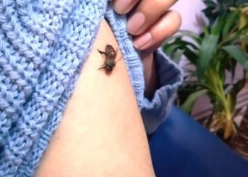 الأتراك يخافون من لقاح كورونا الصيني ويفضلون “لدغة النحل”!