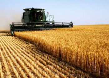 انخفاض مساحة زراعة القمح في تركيا