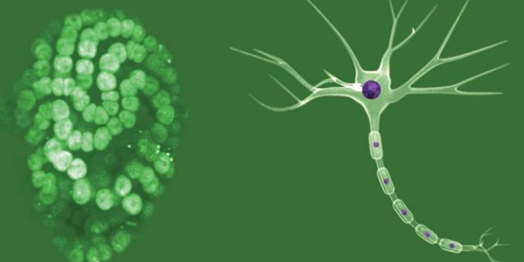 عمالقة النظافة: الكائنات المجهرية
