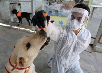 الكلاب تكتشف مصابي كورونا في 30 ثانية