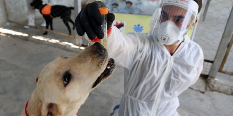 الكلاب تكتشف مصابي كورونا في 30 ثانية