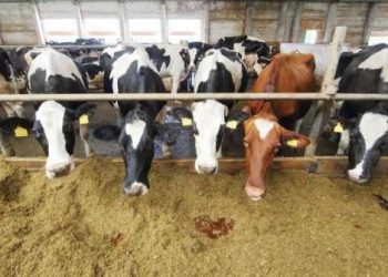 تركيا تسمح باستخدام بذور معدلة وراثيًا بالعلف الحيواني