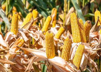 تركيا.. الحكومة تشتري محصول الذرة المستوردة بسعر يفوق المحلي