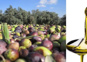 زيت الزيتون المستورد من عفرين “سر تجاري”