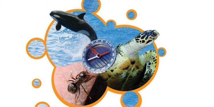 بوصلة لا تخطئ … تعيين الاتجاه لدى الحيوانات