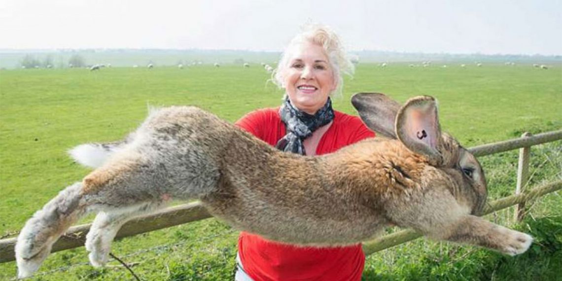 اختطاف أكبر أرنب في العالم!