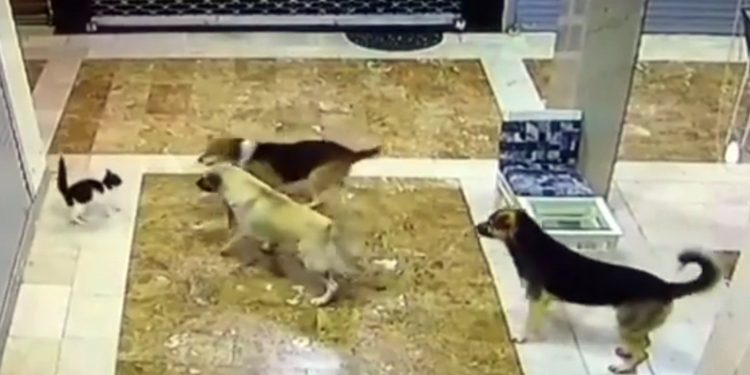 فيديو.. هكذا تصدت قطة لثلاثة كلاب هاجموا صغيرها