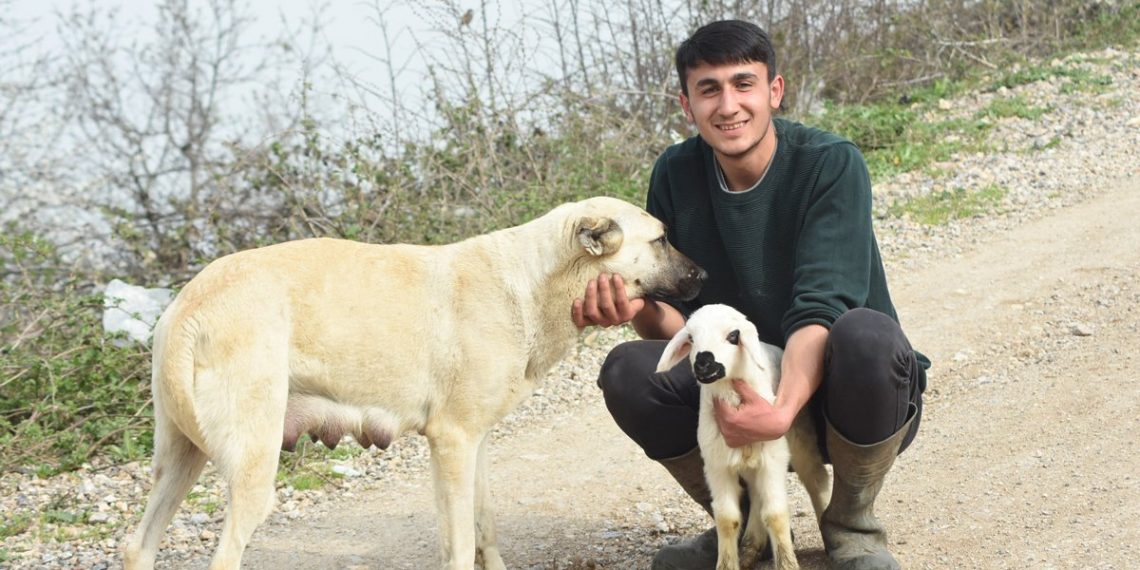 كلبة تُرضع حَمَلًا في تركيا!