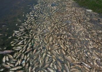 لبنان.. نفوق أطنان من السمك على شواطئ بحيرة القرعون