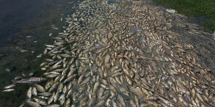 لبنان.. نفوق أطنان من السمك على شواطئ بحيرة القرعون