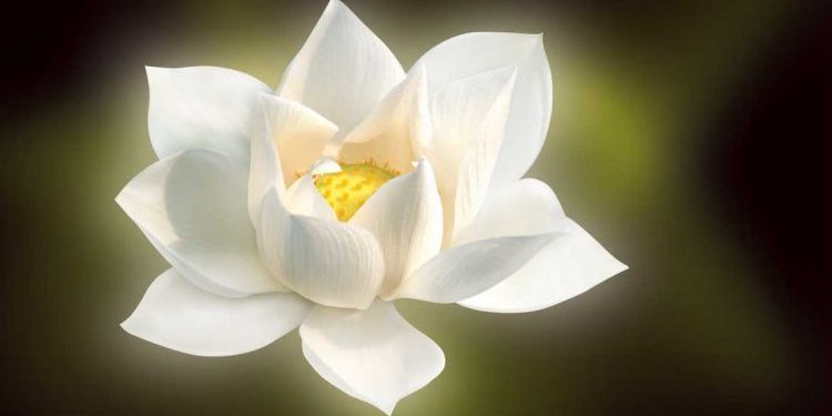 الأبعاد الإنسانية في الأعمال الخيرية