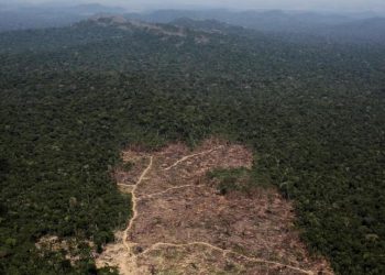 دراسة مرعبة: العالم يفقد مساحات خضراء بحجم الدنمارك سنويًا!