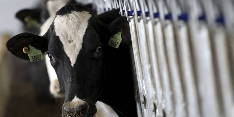 تركيا.. الحكومة تتخلى عن العناد مع منتجي الألبان بعد خسائرهم