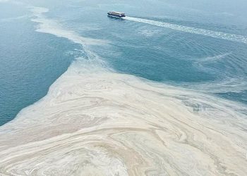 ظهور زبد البحر في بحر مرمرة في تركيا