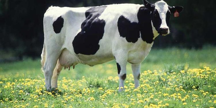 الأبقار الهولندية لم تتأقلم على العيش في تركيا!