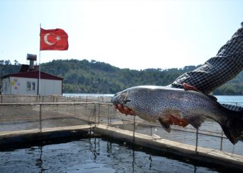 توكات.. ولاية تركية تخلو من البحار وتصدِّر الأسماك للعالم