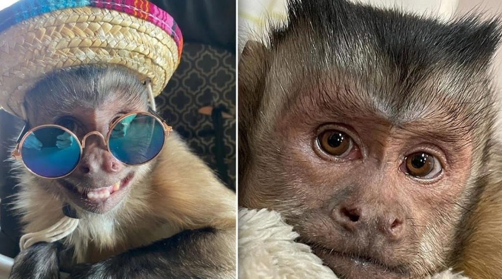 خبر حزين للملايين من متابعي القرد “جورج” على TikTok