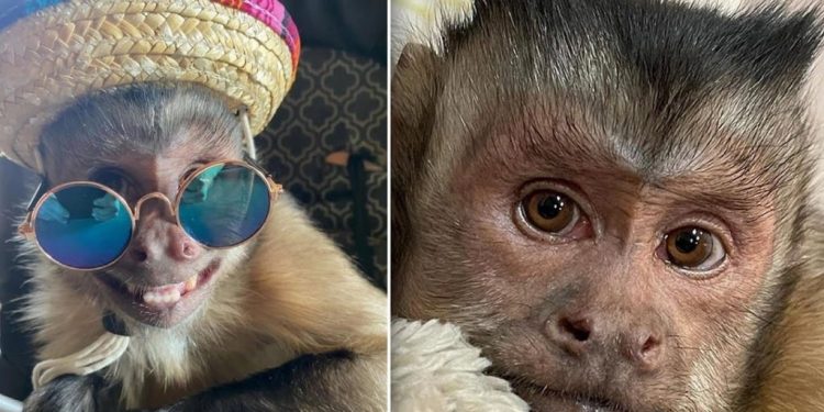 خبر حزين للملايين من متابعي القرد “جورج” على TikTok