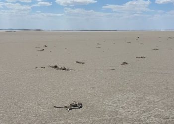 تركيا.. الجفاف يحصد أرواح 5 آلاف من الفلامينجو