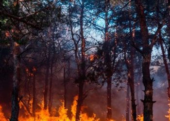 حرائق غابات جديدة في اليونان شمالي العاصمة