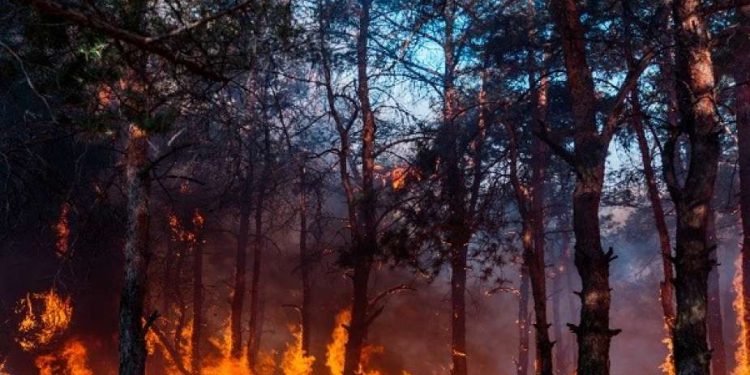 حرائق غابات جديدة في اليونان شمالي العاصمة