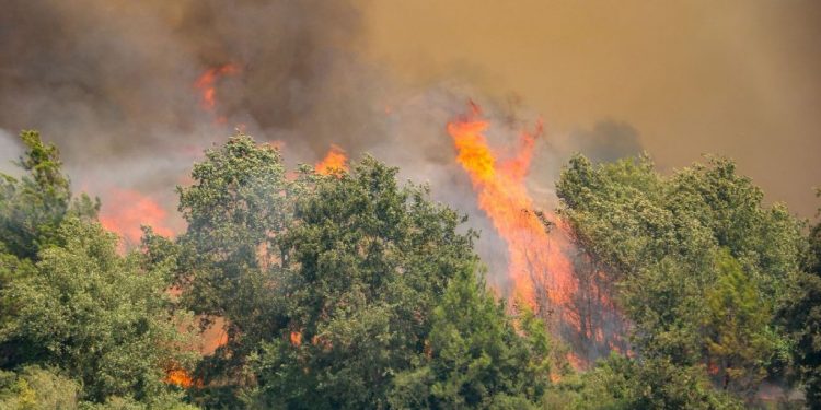 تركيا.. فقدان 500 ألف شجرة زيتون بخسائر 90 مليون ليرة