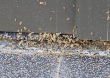 حشرة العناج تغزو ولايات تركية