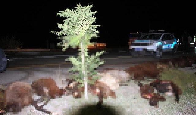 تركيا: حمام دم على الطريق.. مقتل 85 رأسًا من الأغنام