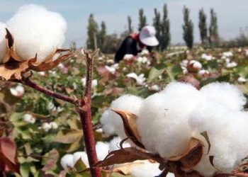 مصر أمام فرصة واعدة لإعادة ريادة القطن بعد تراجع الإنتاج العالمي