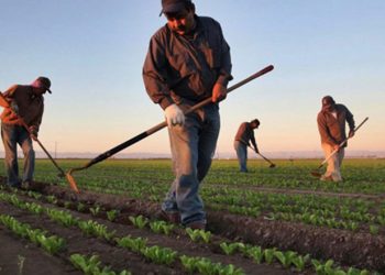 تركيا.. المزارعون يتخلون عن السماد بسبب ارتفاع الأسعار