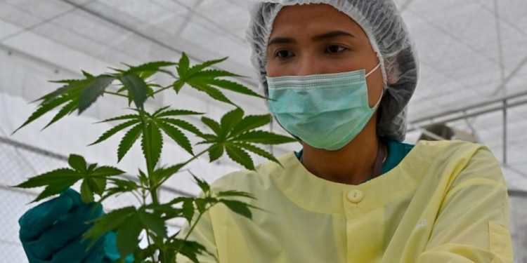 حزب العدالة والتنمية يعد مشروع قانون لتقنين “الحشيش”