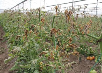 الطماطم قد تختفي من تركيا في الصيف