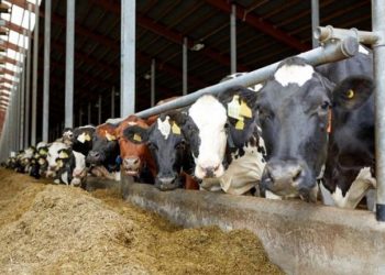 علف أبقار الحليب يسجل ارتفاعًا جنونيًا في تركيا