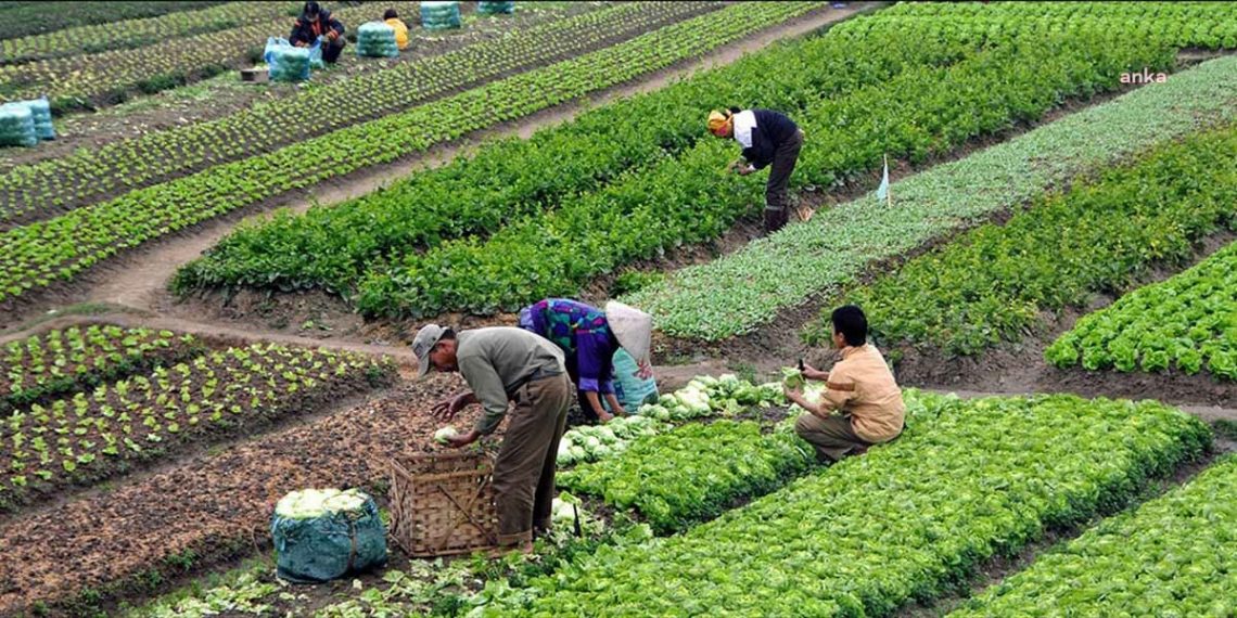 ارتفاع تكاليف الزراعة في تركيا 153٪