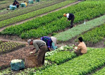 ارتفاع تكاليف الزراعة في تركيا 153٪