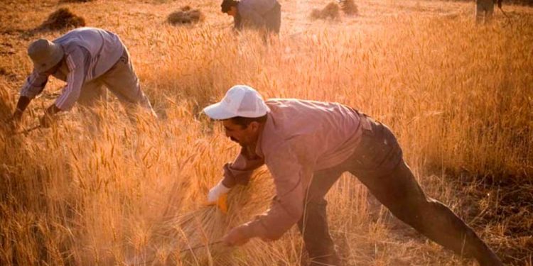 تركيا ترفع أسعار القمح