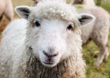 الأمن التركي يصادر 17 شاة في ولاية أورفا