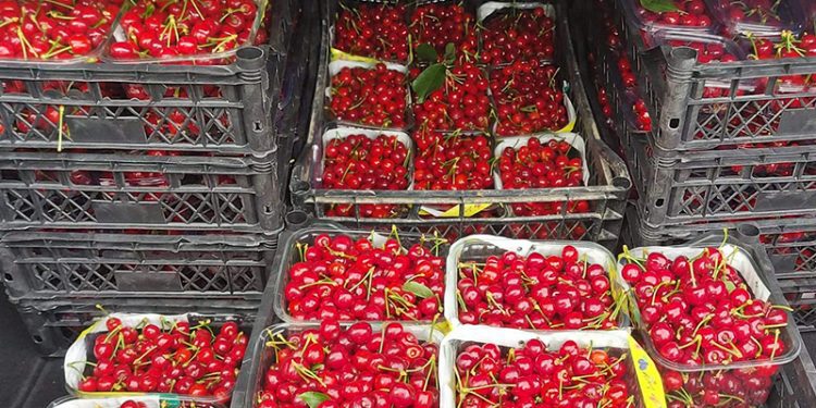 الكرز في تركيا يسجل 1000 ليرة!