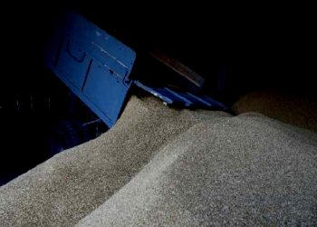 صحفي تركي: روسيا تبيع الحبوب المصادرة من أوكرانيا إلى مصر!