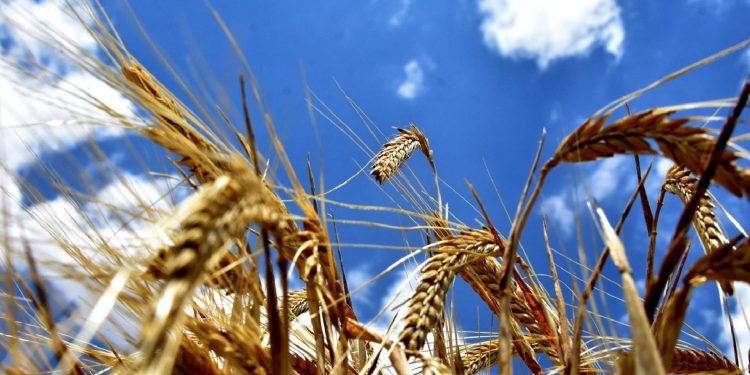 كم تحتاج تركيا من القمح في ظل الأزمة العالمية؟