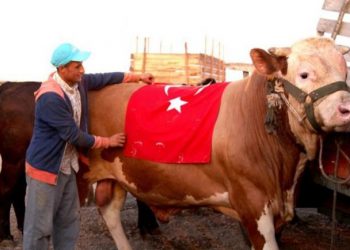 741 جزارًا تركيًّا يُصابون أثناء ذبح الأضاحي في تركيا